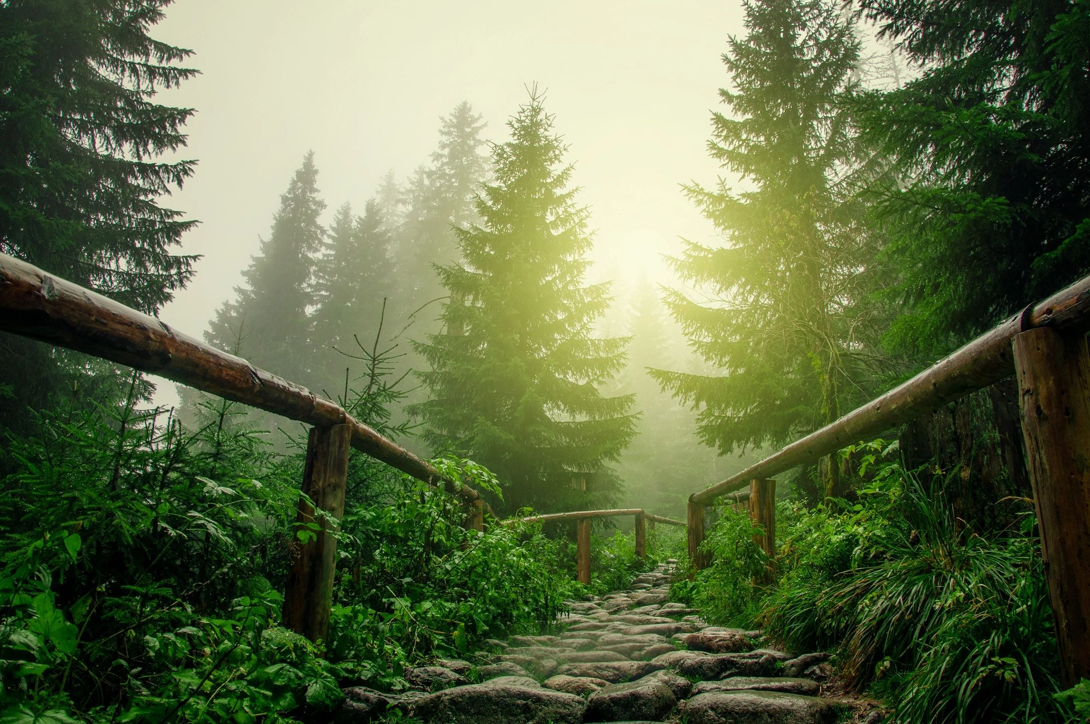 Forest pathway